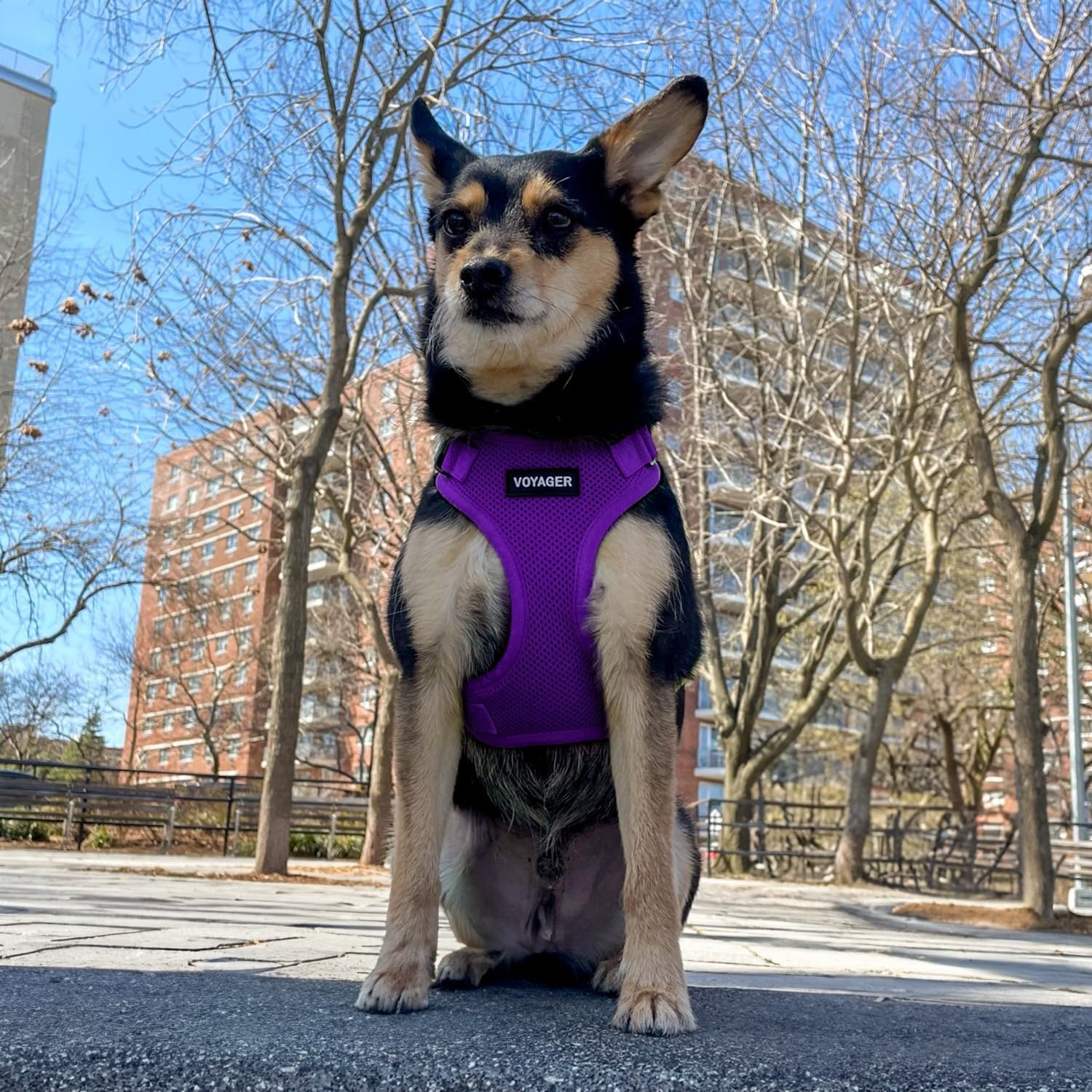 image:imageBest Pet Supplies Voyager Stepin Lock Pet Harness w Reflective Pet Leash Combo Set with Neoprene Handle 5ft Supports Small Medium and Large Breed PuppiesCats PurpleBlack Trim LHarness Leash Set Purple