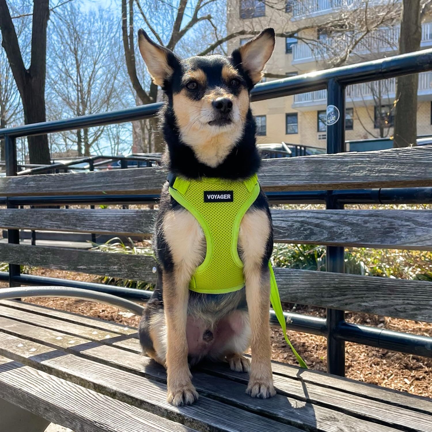 image:imageBest Pet Supplies Voyager Stepin Lock Pet Harness w Reflective Pet Leash Combo Set with Neoprene Handle 5ft Supports Small Medium and Large Breed PuppiesCats PurpleBlack Trim LHarness Leash Set Lime Green