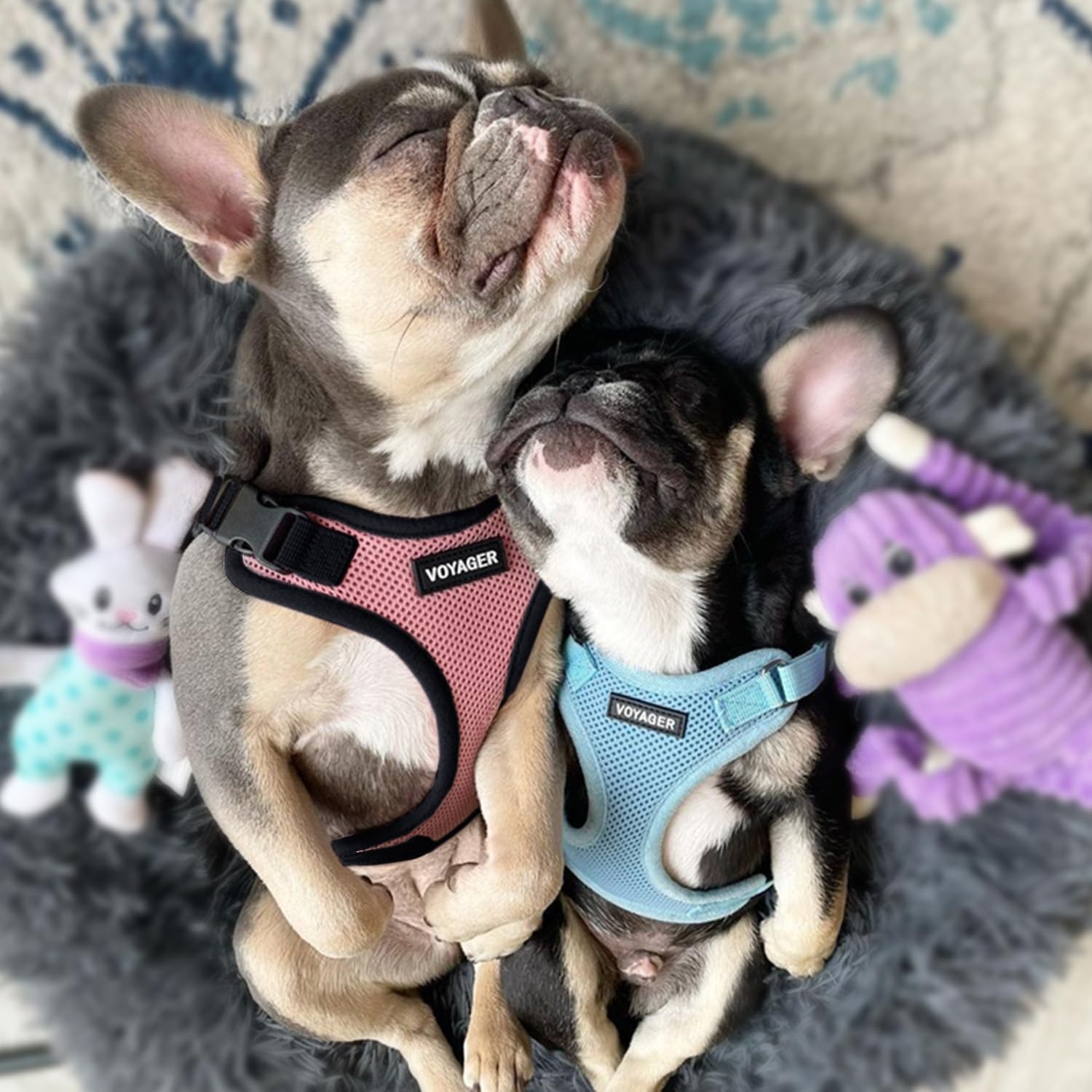 image:imageBest Pet Supplies Voyager Stepin Lock Pet Harness w Reflective Pet Leash Combo Set with Neoprene Handle 5ft Supports Small Medium and Large Breed PuppiesCats PurpleBlack Trim LHarness Leash Set PinkBlack Trim