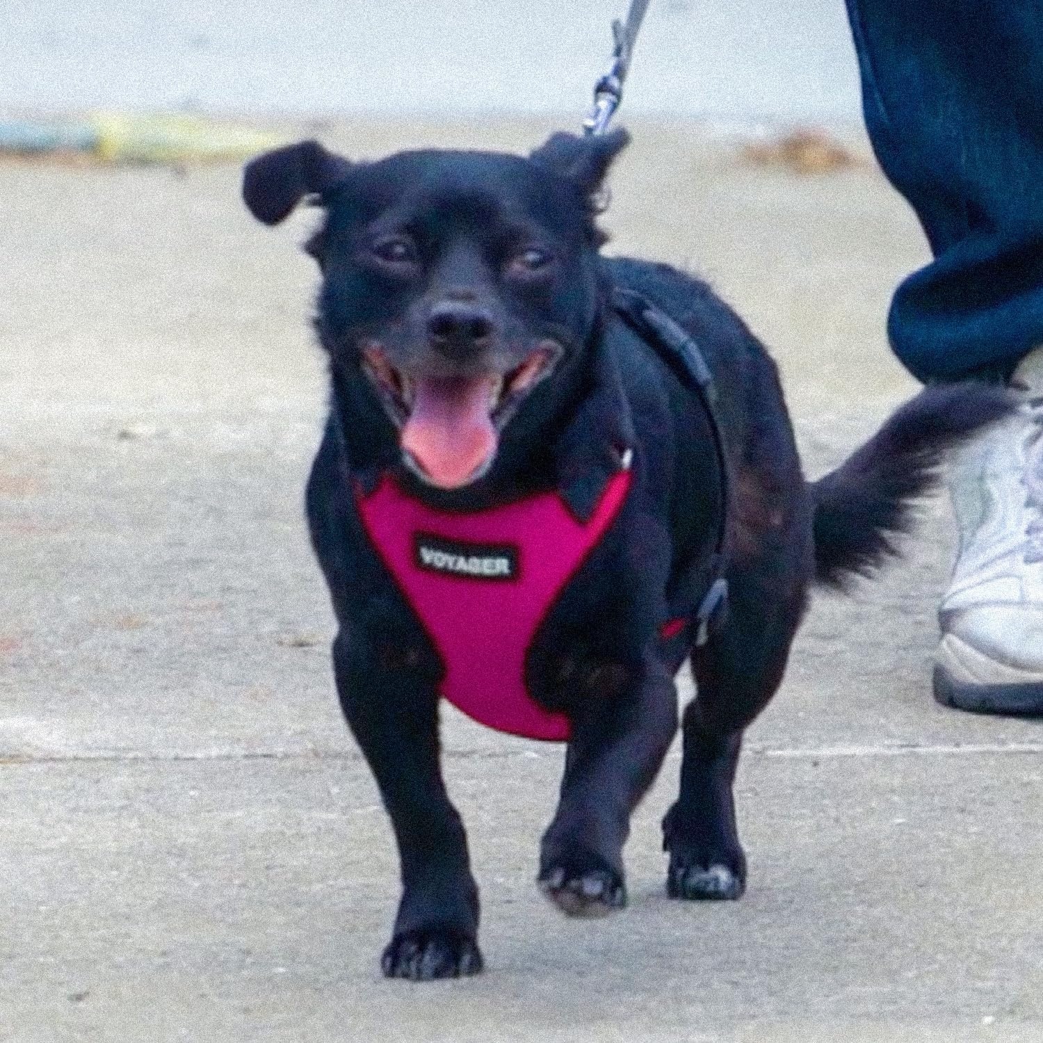 image:imageBest Pet Supplies Voyager Stepin Lock Pet Harness w Reflective Pet Leash Combo Set with Neoprene Handle 5ft Supports Small Medium and Large Breed PuppiesCats PurpleBlack Trim LHarness Leash Set FuchsiaBlack Trim