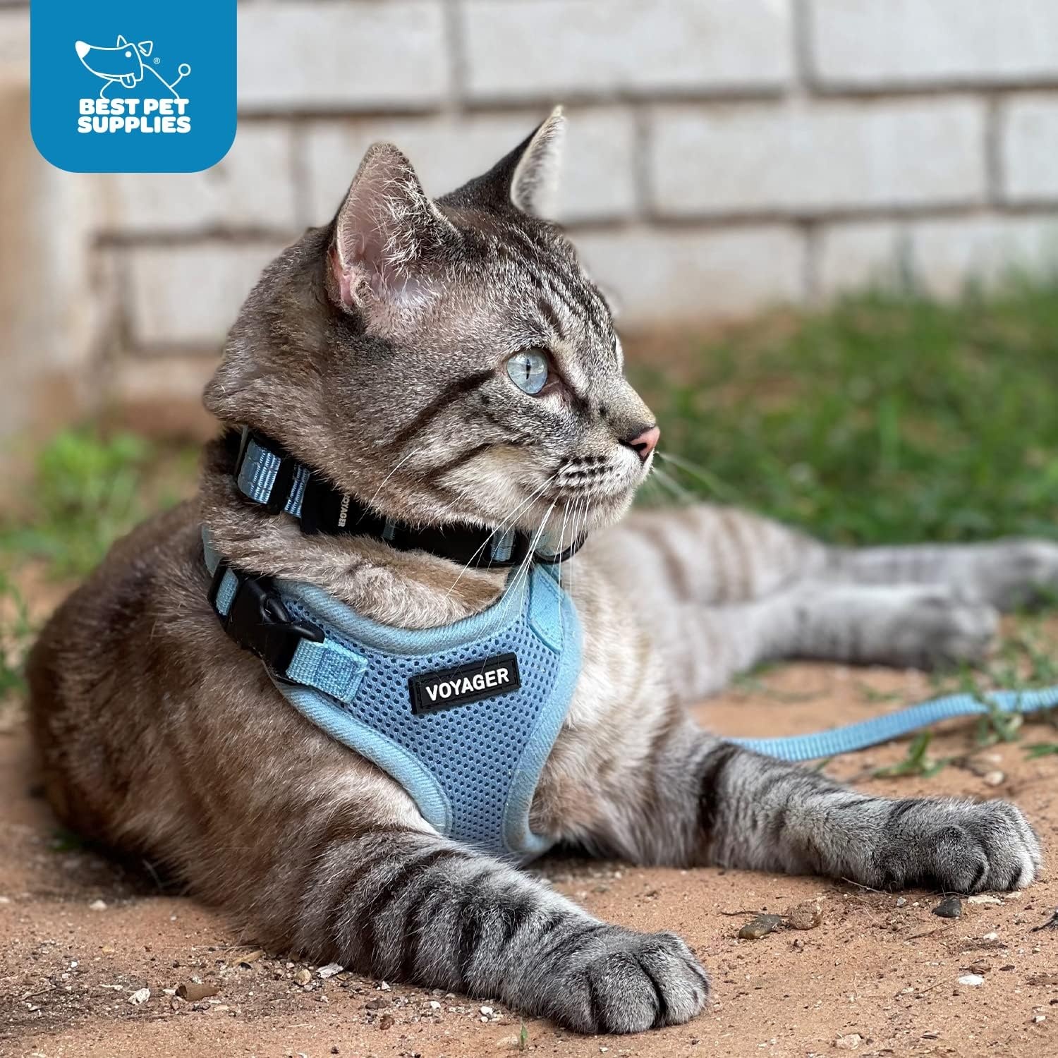image:imageBest Pet Supplies Voyager Stepin Lock Pet Harness w Reflective Pet Leash Combo Set with Neoprene Handle 5ft Supports Small Medium and Large Breed PuppiesCats PurpleBlack Trim LHarness Leash Set Turquoise