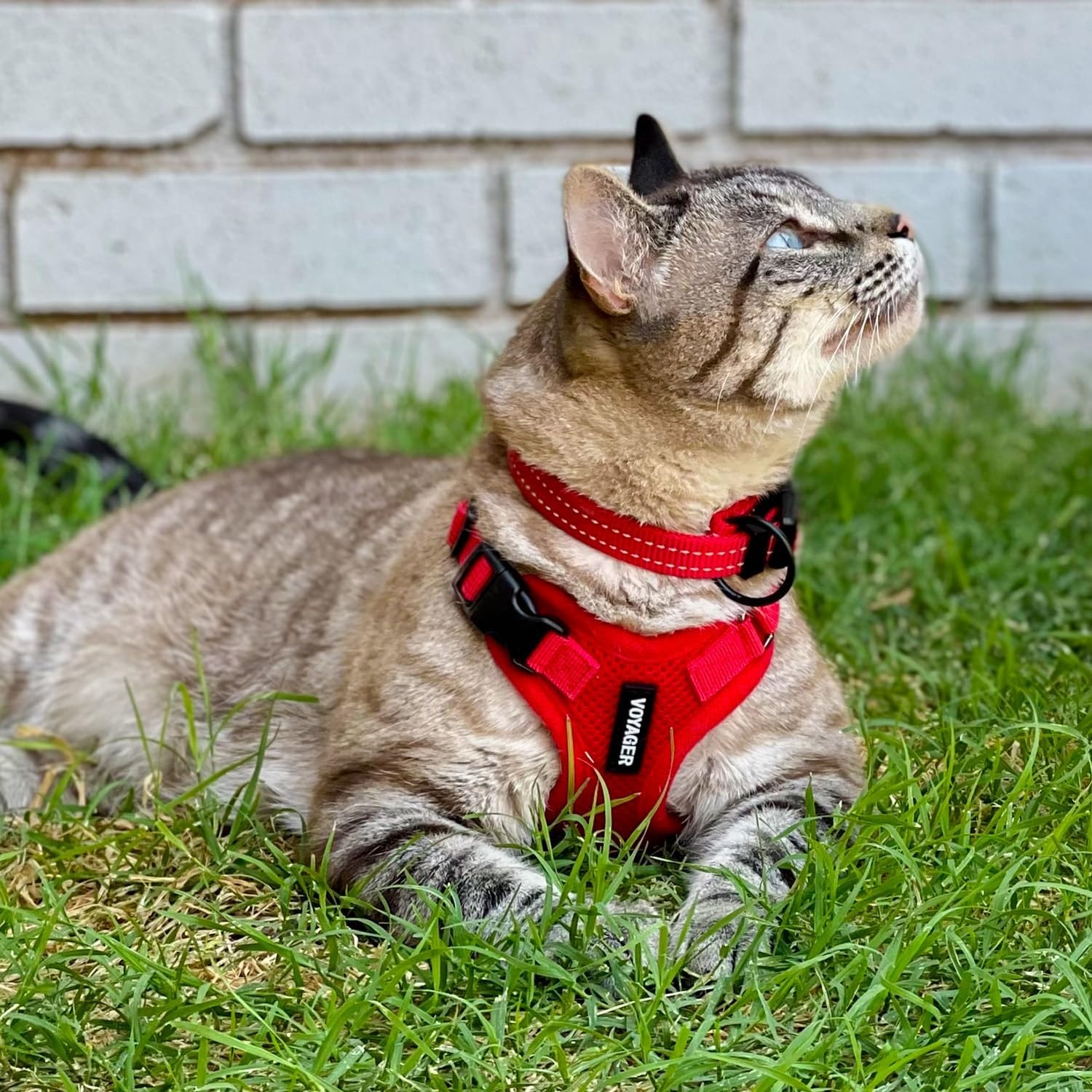 image:imageBest Pet Supplies Voyager Stepin Lock Pet Harness w Reflective Pet Leash Combo Set with Neoprene Handle 5ft Supports Small Medium and Large Breed PuppiesCats PurpleBlack Trim LHarness Leash Set Red