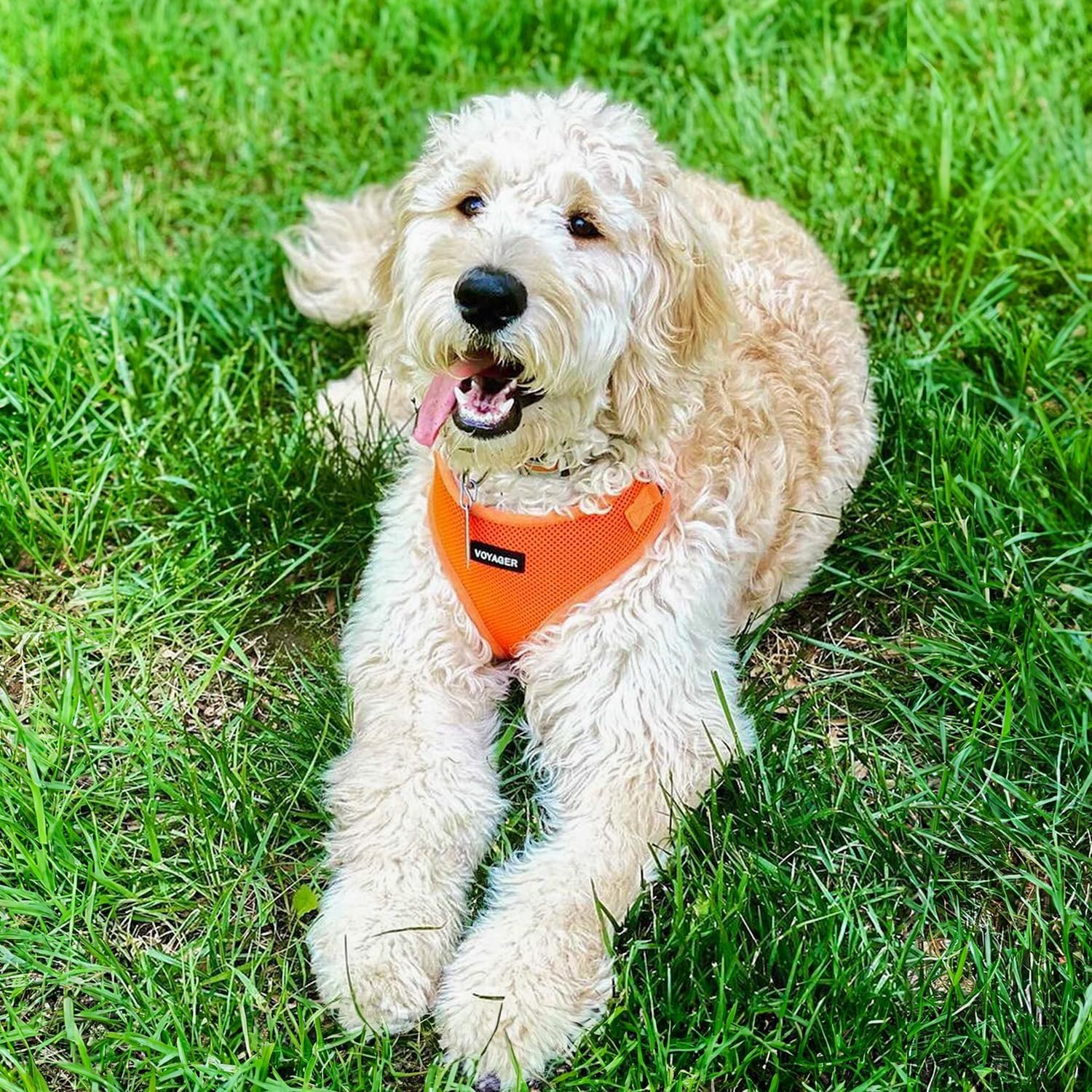 image:imageBest Pet Supplies Voyager Stepin Lock Pet Harness w Reflective Pet Leash Combo Set with Neoprene Handle 5ft Supports Small Medium and Large Breed PuppiesCats PurpleBlack Trim LHarness Leash Set Orange