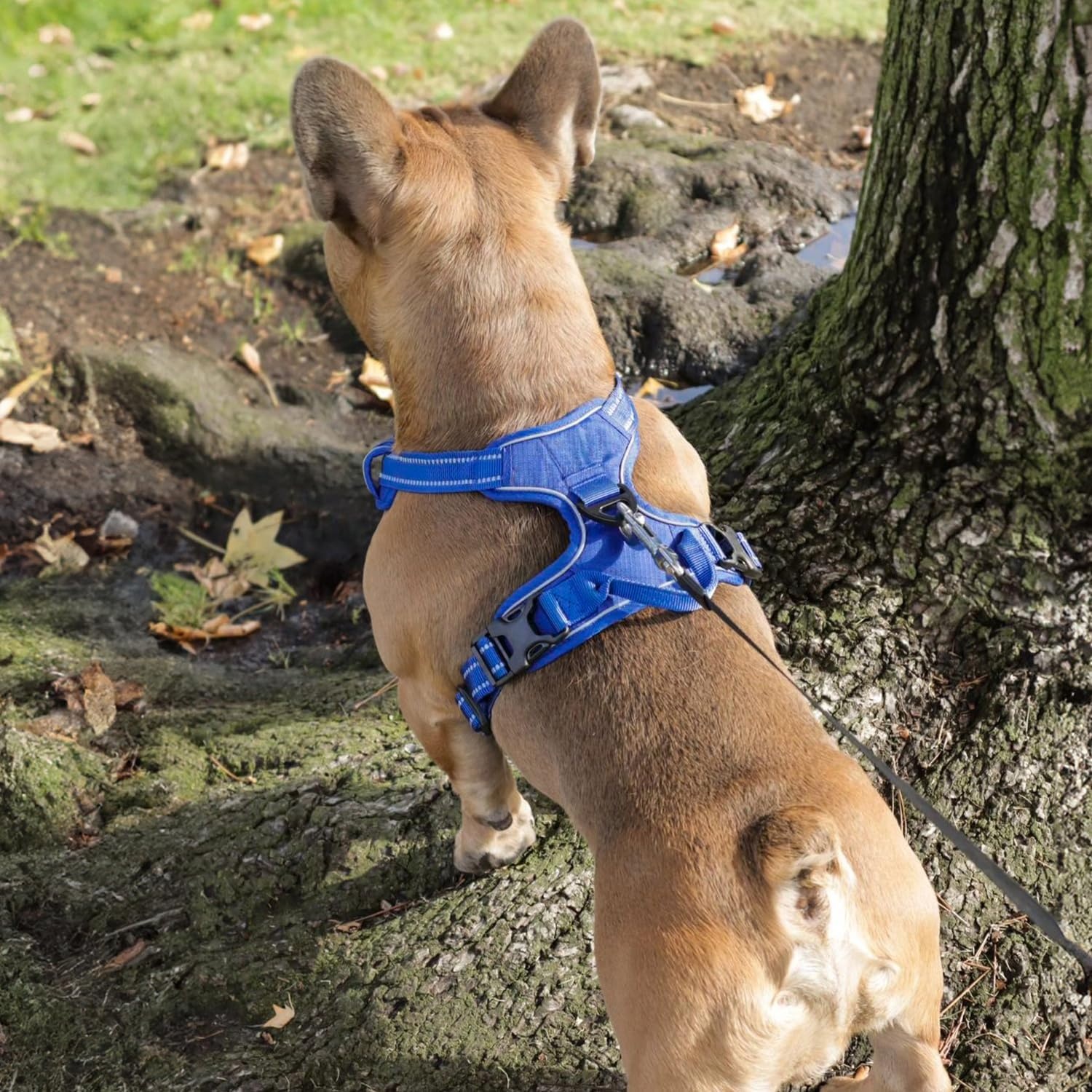 image:imageVoyager Dog Harness Dual Leash Attachment NoPull Control Adjustable Soft but Strong Pet Harness for Medium and Large Dogs with 3M Reflective Technology Leash Set Red Nylon M Chest 2025Royal Blue Lattice Nylon
