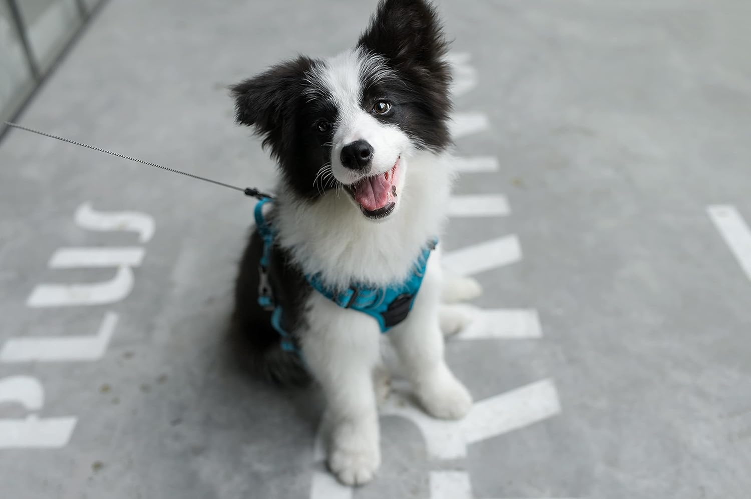 image:imageVoyager Dog Harness Dual Leash Attachment NoPull Control Adjustable Soft but Strong Pet Harness for Medium and Large Dogs with 3M Reflective Technology Leash Set Red Nylon M Chest 2025Turquoise Nylon