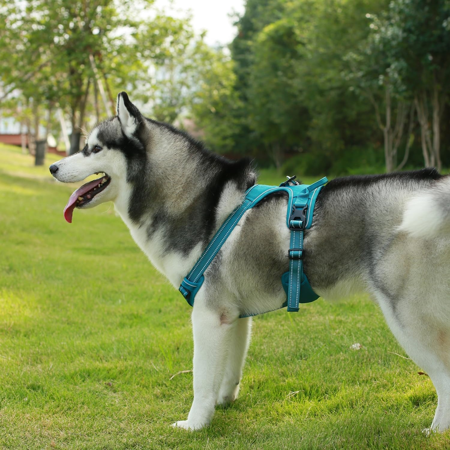 image:imageVoyager Dog Harness Dual Leash Attachment NoPull Control Adjustable Soft but Strong Pet Harness for Medium and Large Dogs with 3M Reflective Technology Leash Set Red Nylon M Chest 2025Turquoise Nylon