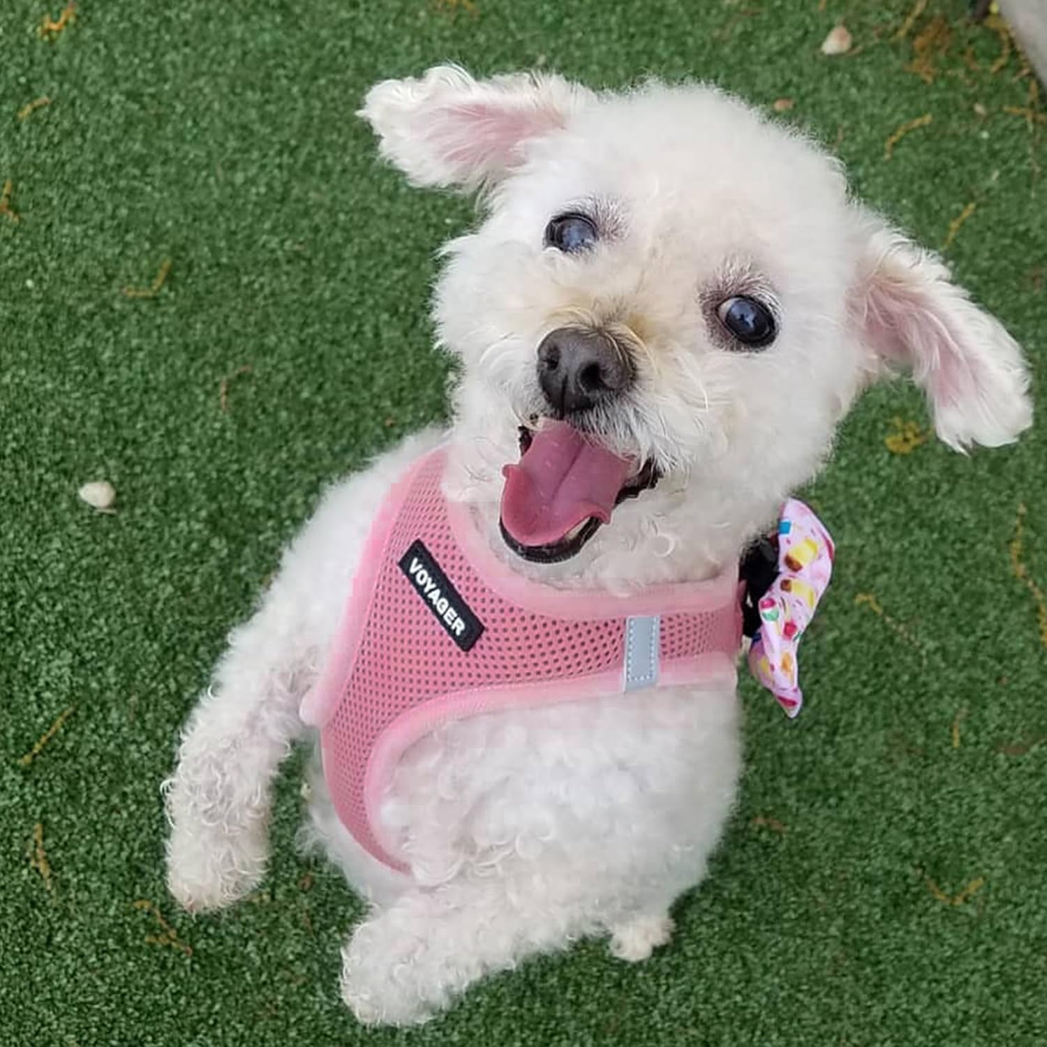 image:imageBest Pet Supplies Voyager Stepin Air All Weather Mesh Harness and Reflective Dog 5ft Leash Combo with Neoprene Handle for Small Medium and Large Breed Puppies OrangeBlack Trim SmallHarness Leash Set Pink