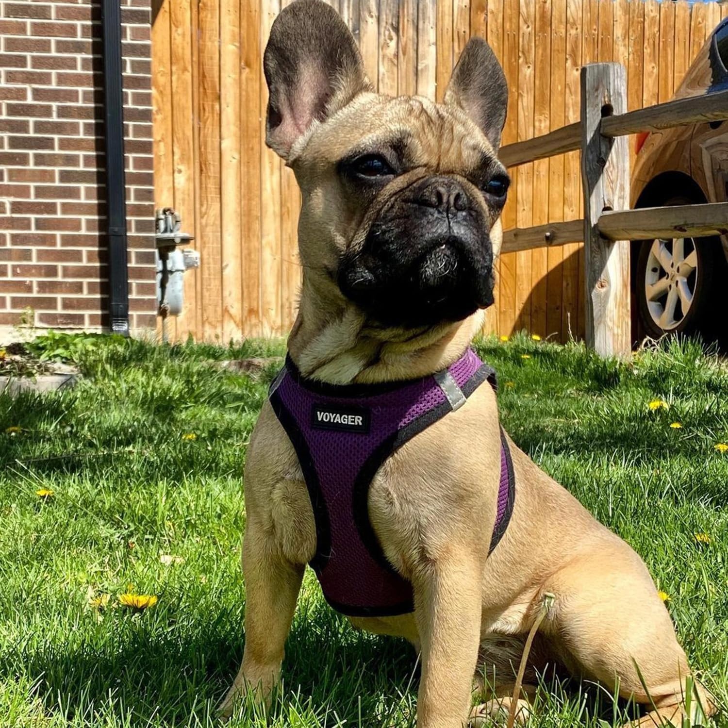 image:imageBest Pet Supplies Voyager Stepin Air All Weather Mesh Harness and Reflective Dog 5ft Leash Combo with Neoprene Handle for Small Medium and Large Breed Puppies OrangeBlack Trim SmallPurpleBlack Trim