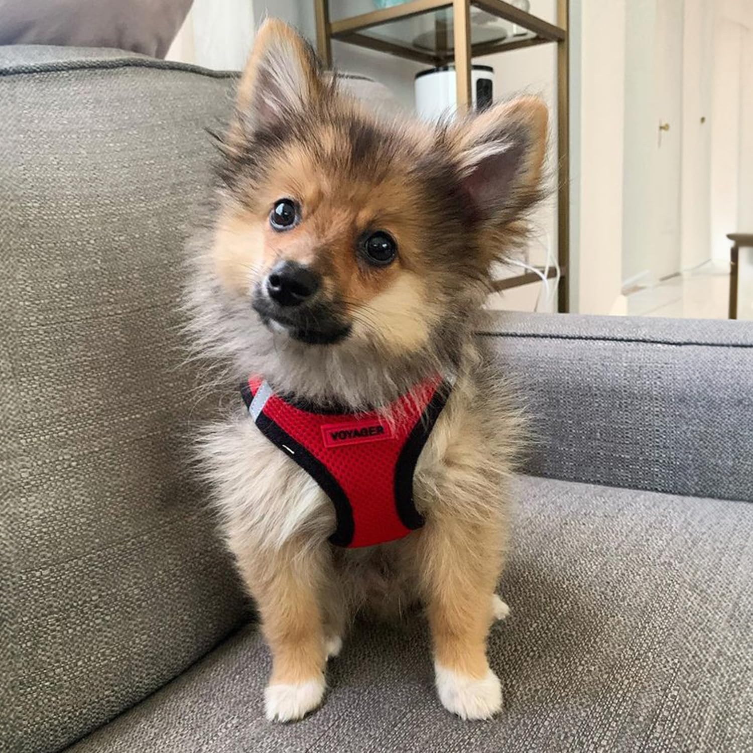 image:imageBest Pet Supplies Voyager Stepin Air All Weather Mesh Harness and Reflective Dog 5ft Leash Combo with Neoprene Handle for Small Medium and Large Breed Puppies OrangeBlack Trim SmallRedBlack Trim