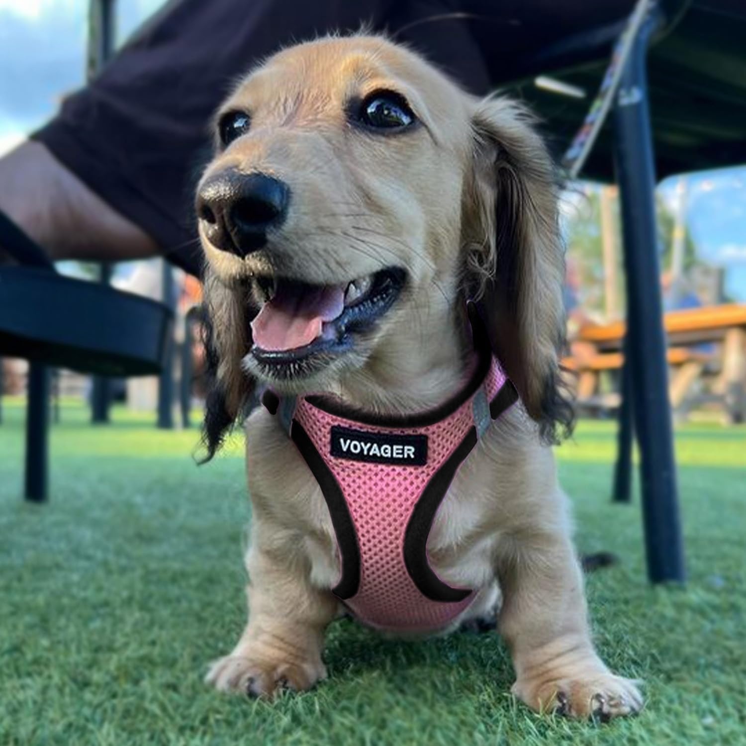 image:imageBest Pet Supplies Voyager Stepin Air All Weather Mesh Harness and Reflective Dog 5ft Leash Combo with Neoprene Handle for Small Medium and Large Breed Puppies OrangeBlack Trim SmallPinkBlack Trim