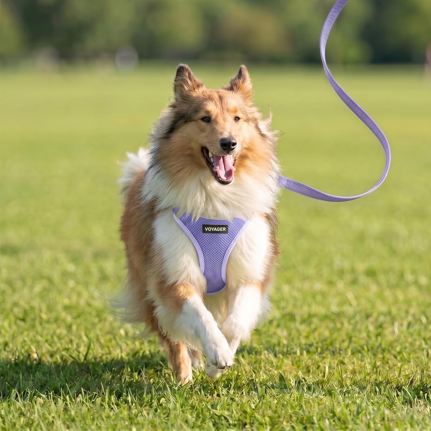 image:imageBest Pet Supplies Voyager Stepin Air All Weather Mesh Harness and Reflective Dog 5ft Leash Combo with Neoprene Handle for Small Medium and Large Breed Puppies OrangeBlack Trim SmallLavender
